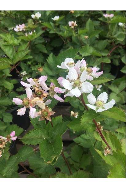 Ожина садова Понка цвітіння білими квітами